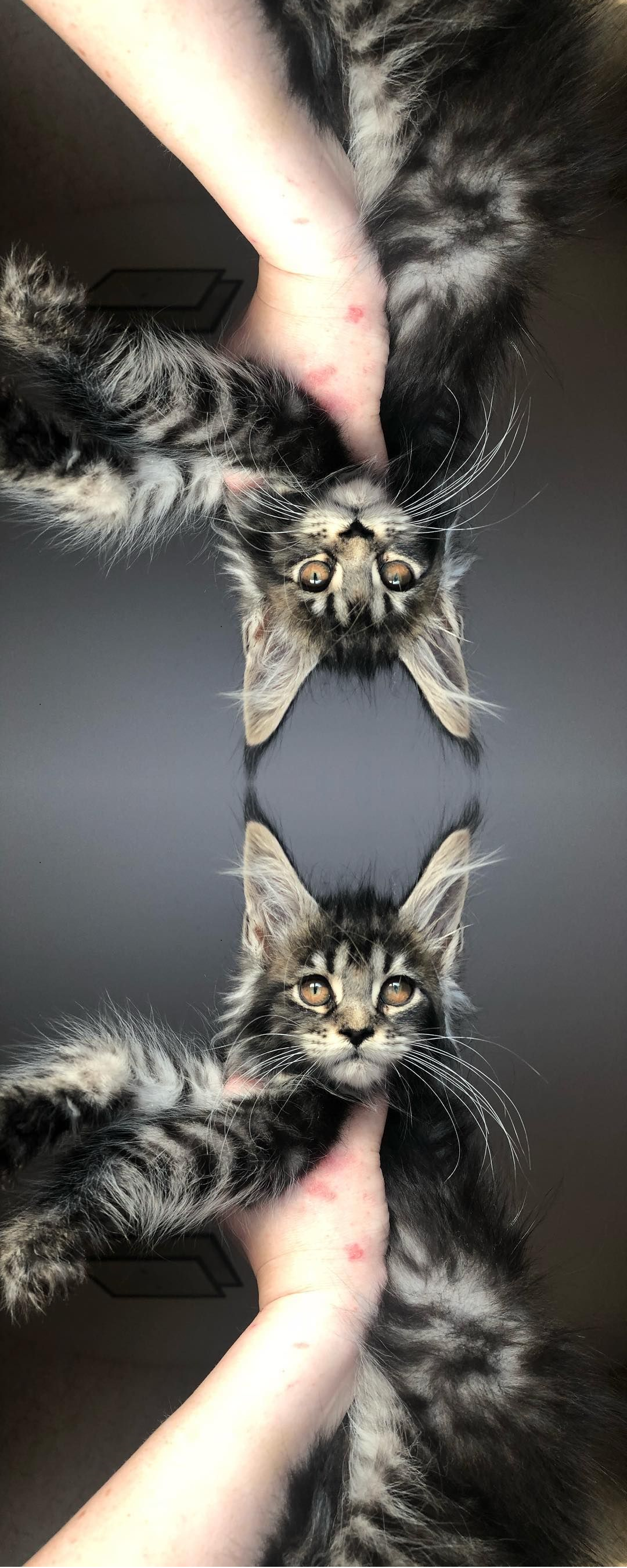 A cat stuck in the mirror dimension